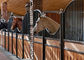Подгонянная лошадь временной бамбуковой безопасности доски крытой стальная глохнет сделанная фабрика конюшен лошади