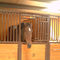 Панель парадных ворот стабилизированных дверей конноспортивная Экине защищает лошадей для продажи